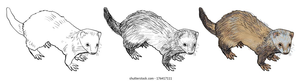 Drawing of ferret ,a mammal belonging to the weasel genus of the family Mustelidae.