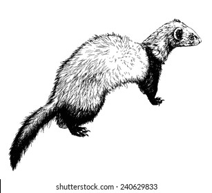 Drawing of ferret, vector illustration