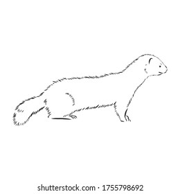 Drawing of ferret, vector illustration isolated on white. mink animal, vector sketch illustration