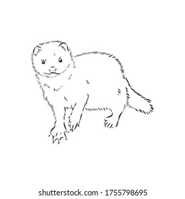 Drawing of ferret, vector illustration isolated on white. mink animal, vector sketch illustration