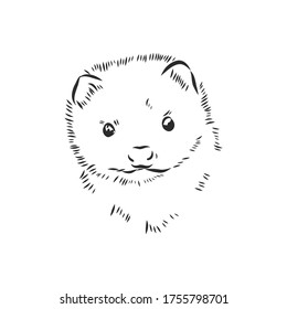 Drawing of ferret, vector illustration isolated on white. mink animal, vector sketch illustration