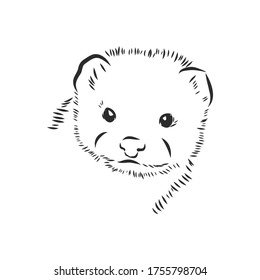 Drawing of ferret, vector illustration isolated on white. mink animal, vector sketch illustration