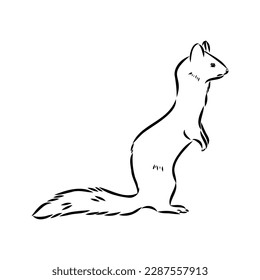 Drawing of ferret, vector illustration isolated on white. mink animal, vector sketch illustration