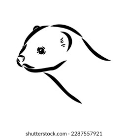 Drawing of ferret, vector illustration isolated on white. mink animal, vector sketch illustration