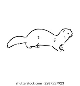 Dibujo de hurón, ilustración vectorial aislada en blanco. mink animal, ilustración de esbozo vectorial