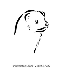 Drawing of ferret, vector illustration isolated on white. mink animal, vector sketch illustration