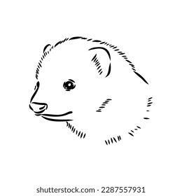 Drawing of ferret, vector illustration isolated on white. mink animal, vector sketch illustration