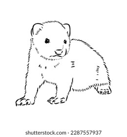 Drawing of ferret, vector illustration isolated on white. mink animal, vector sketch illustration