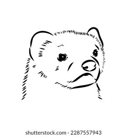 Drawing of ferret, vector illustration isolated on white. mink animal, vector sketch illustration