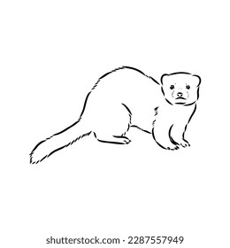 Drawing of ferret, vector illustration isolated on white. mink animal, vector sketch illustration
