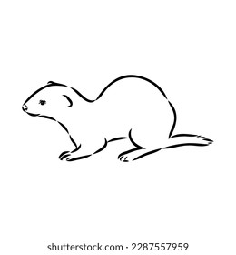 Drawing of ferret, vector illustration isolated on white. mink animal, vector sketch illustration
