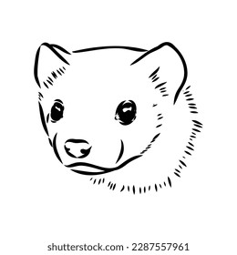 Drawing of ferret, vector illustration isolated on white. mink animal, vector sketch illustration