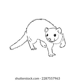 Drawing of ferret, vector illustration isolated on white. mink animal, vector sketch illustration
