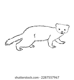 Drawing of ferret, vector illustration isolated on white. mink animal, vector sketch illustration