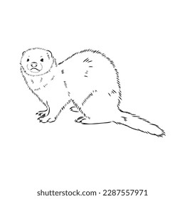 Drawing of ferret, vector illustration isolated on white. mink animal, vector sketch illustration