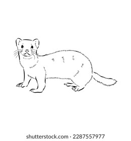 Drawing of ferret, vector illustration isolated on white. mink animal, vector sketch illustration