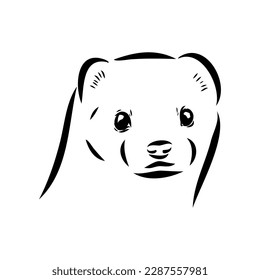 Drawing of ferret, vector illustration isolated on white. mink animal, vector sketch illustration