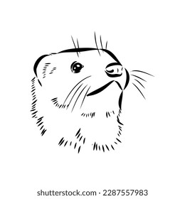 Drawing of ferret, vector illustration isolated on white. mink animal, vector sketch illustration