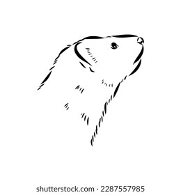 Drawing of ferret, vector illustration isolated on white. mink animal, vector sketch illustration