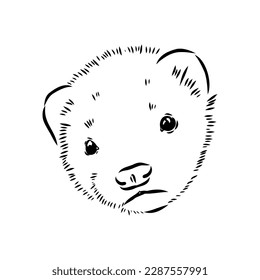 Drawing of ferret, vector illustration isolated on white. mink animal, vector sketch illustration