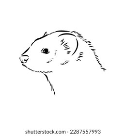 Drawing of ferret, vector illustration isolated on white. mink animal, vector sketch illustration