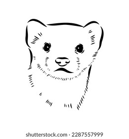 Drawing of ferret, vector illustration isolated on white. mink animal, vector sketch illustration