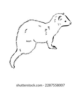 Drawing of ferret, vector illustration isolated on white. mink animal, vector sketch illustration