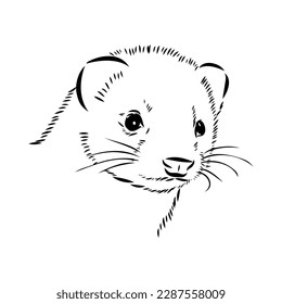 Drawing of ferret, vector illustration isolated on white. mink animal, vector sketch illustration