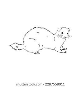 Drawing of ferret, vector illustration isolated on white. mink animal, vector sketch illustration