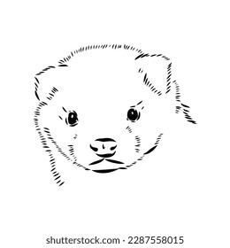 Drawing of ferret, vector illustration isolated on white. mink animal, vector sketch illustration