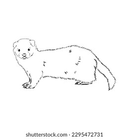 Drawing of ferret, vector illustration isolated on white. mink animal, vector sketch illustration