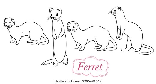 Drawing of ferret, vector illustration isolated on white. mink animal, vector sketch illustration