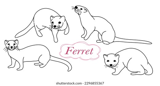 Drawing of ferret, vector illustration isolated on white. mink animal, vector sketch illustration