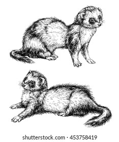 Drawing of ferret, vector illustration isolated on white