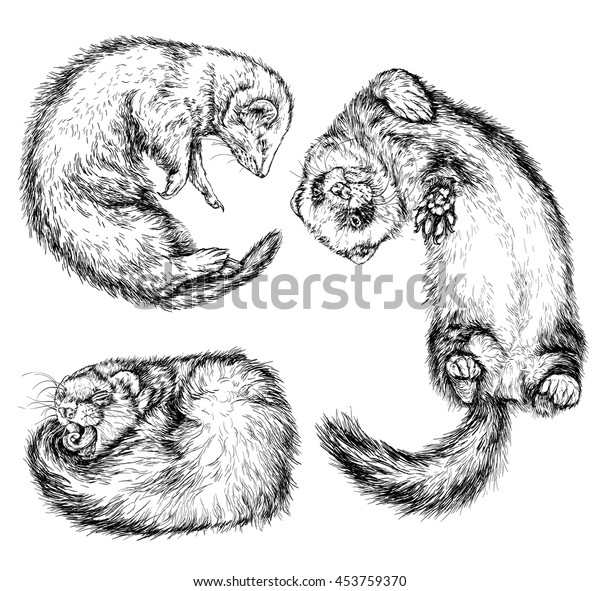  Drawing Ferret Vector Illustration Isolated On Stock 