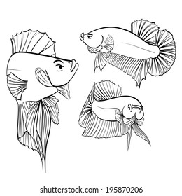 drawing fighting fish cartoon vector illustration