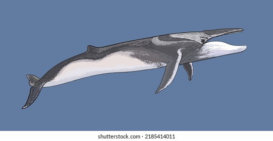 Drawing fin whale, cetacean, art.illustration, vector