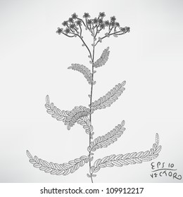 Drawing of floral, Elements for designer, EPS10 Vector background