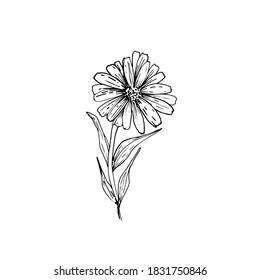 Drawing of a flower chamomile, chrysanthemum. Medicinal plants, white flower, chrysanthemums. Coloring. Hand-drawn graphics for children and adults. For textiles, wallpaper, design paper. 