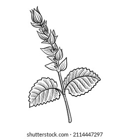 drawing flower of clary sage, Salvia sclarea isolated at white background, hand drawn illustration