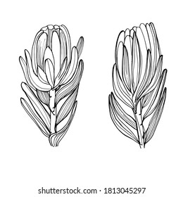 Drawing of a flower of Proteus. Beautiful African flower. Flowers are dried flowers. Coloring book for children and adults. Manual graphics. For textiles, design, printershop. Isolate on white.