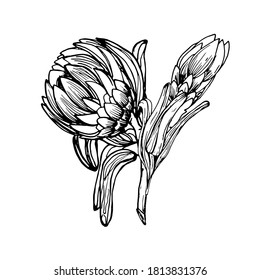 Drawing of a flower of Proteus. Beautiful African flower. Flowers are dried flowers. Coloring book for children and adults. Manual graphics. For textiles, design, printershop. Isolate on white.
