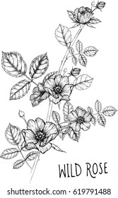 drawing flower. wild rose clip art, vector or illustration.