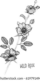 drawing flower. wild rose clip art, vector or illustration.