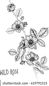 drawing flower. wild rose clip art, vector or illustration.