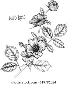 drawing flower. wild rose clip art, vector or illustration.