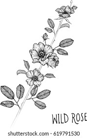 drawing flower. wild rose clip art, vector or illustration.