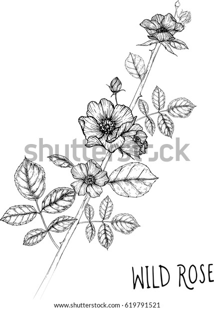 Drawing Flower Wild Rose Clip Art 库存矢量图（免版税）619791521