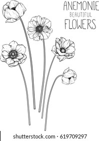 drawing flowers. anemone flower clip-art or illustration.