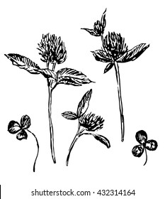 drawing flowers and clover leaves, a set of hand-drawn sketch isolated vector illustration